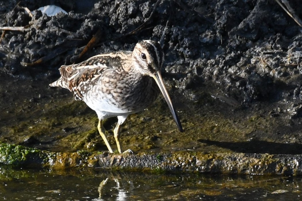 Common Snipe