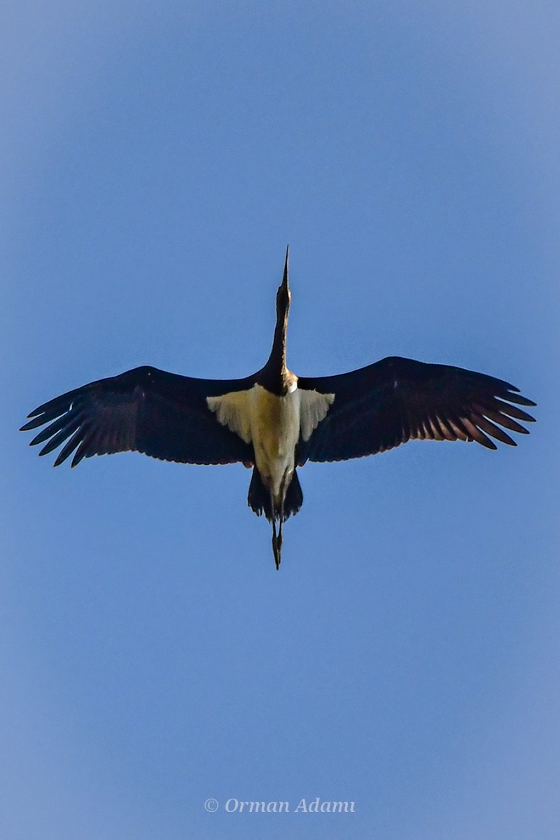 Black Stork