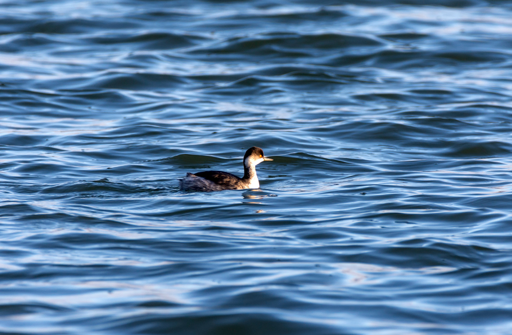 Black-necked Grebe