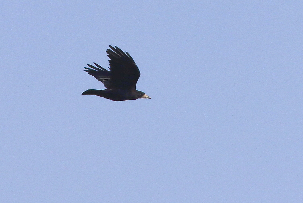 Rook