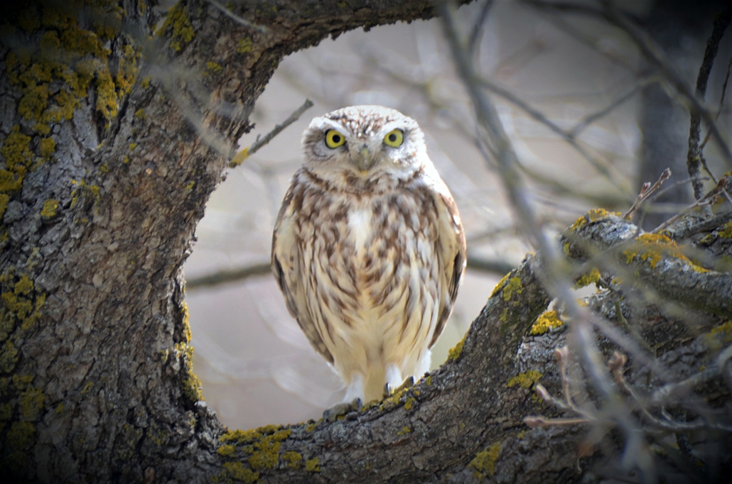 Little Owl