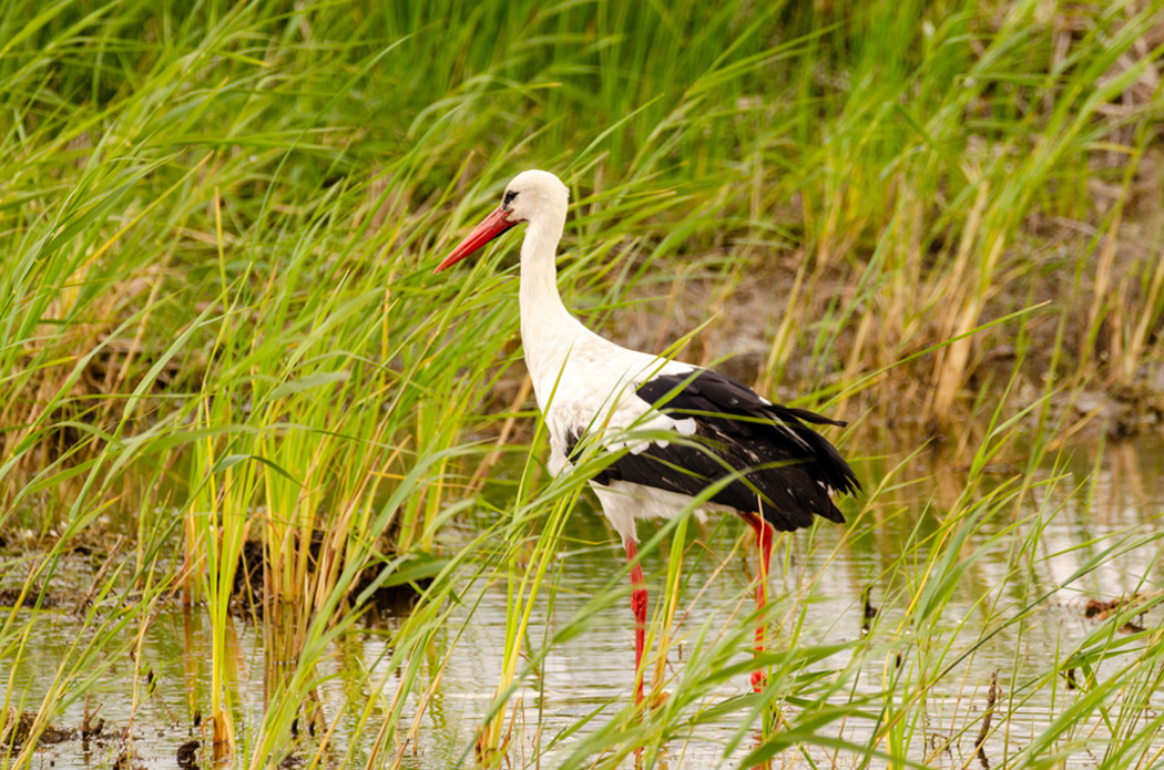 White Stork