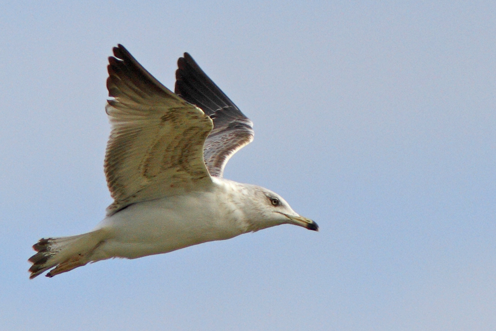 Yellow-legged Gull