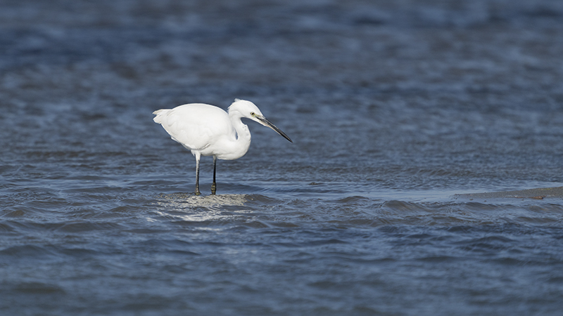 Little Egret