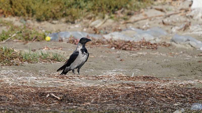 Hooded Crow