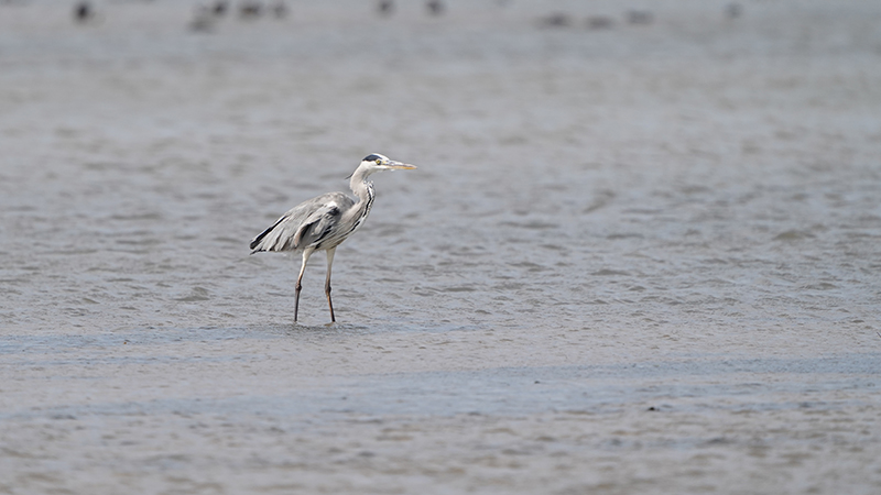 Grey Heron