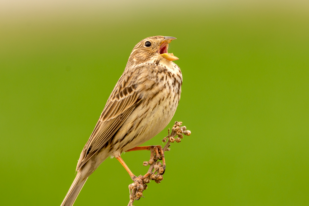 Corn Bunting