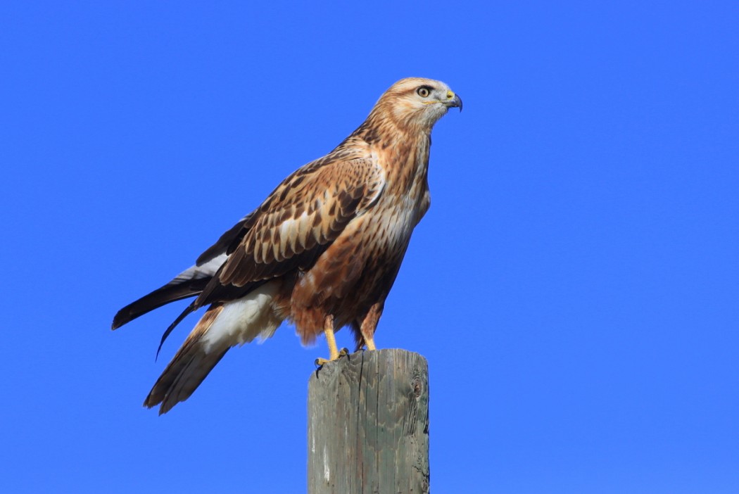 Long-legged Buzzard