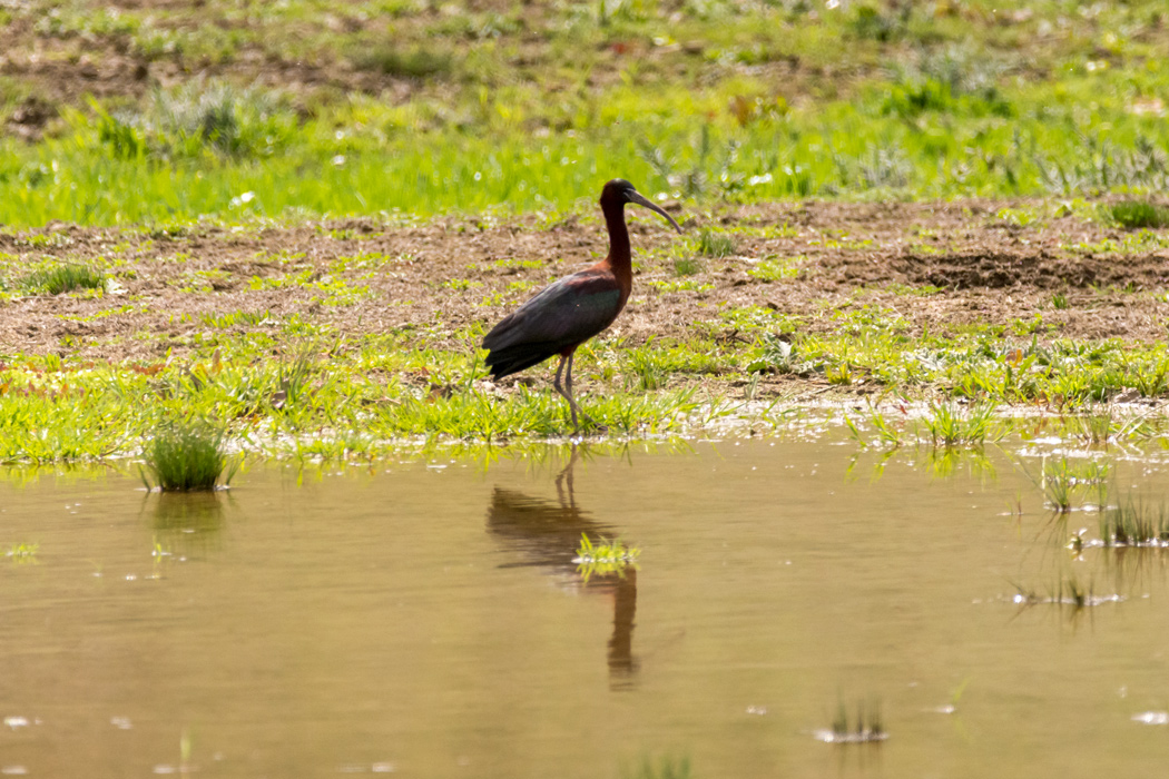Glossy Ibis