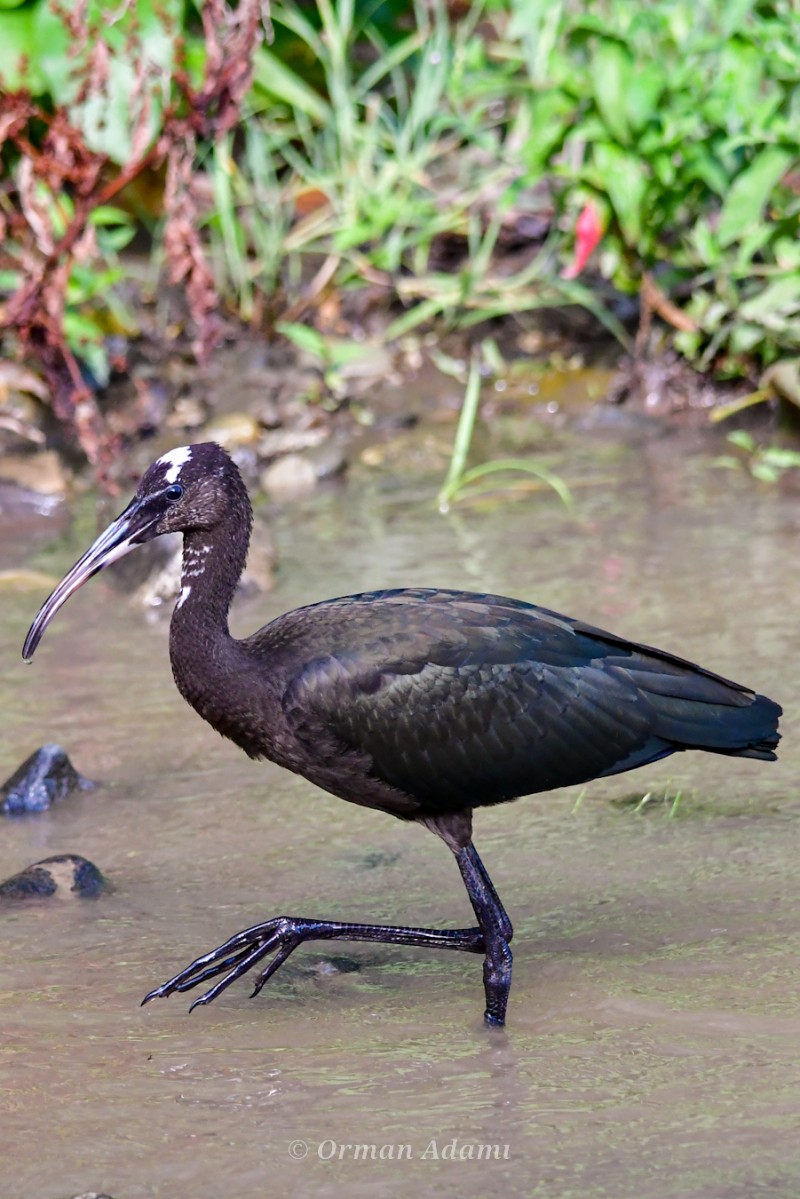 Glossy Ibis
