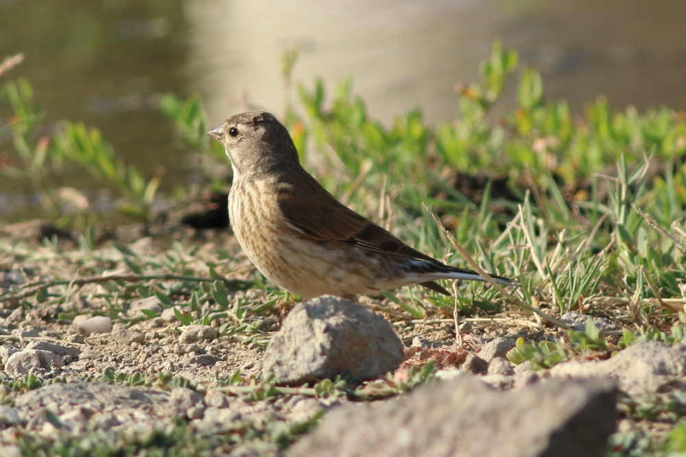 Common Linnet
