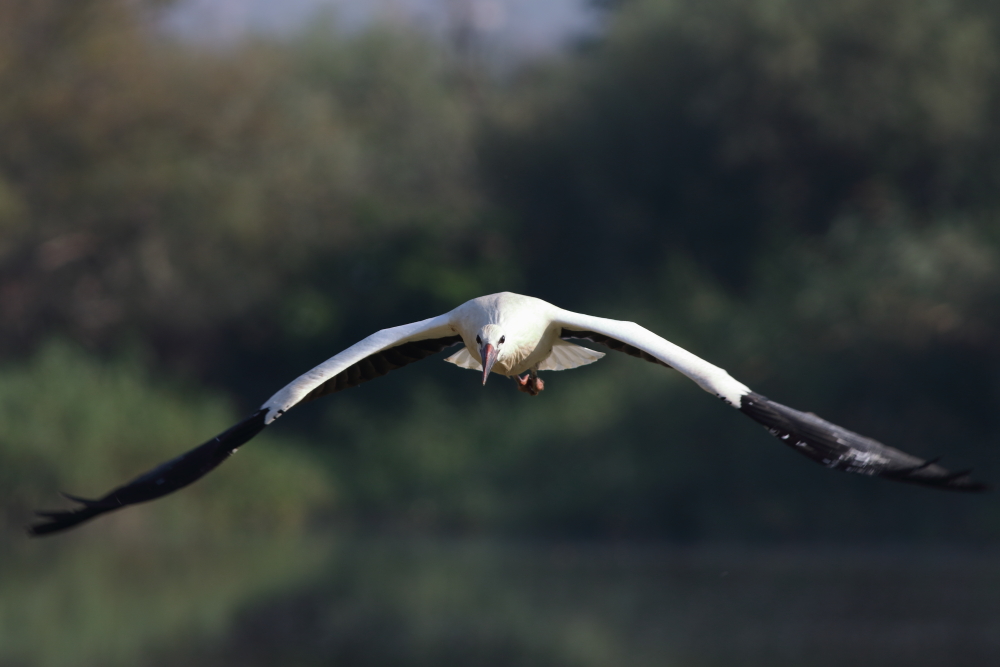 White Stork