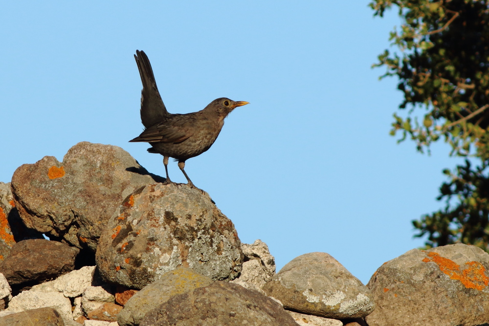 Common Blackbird