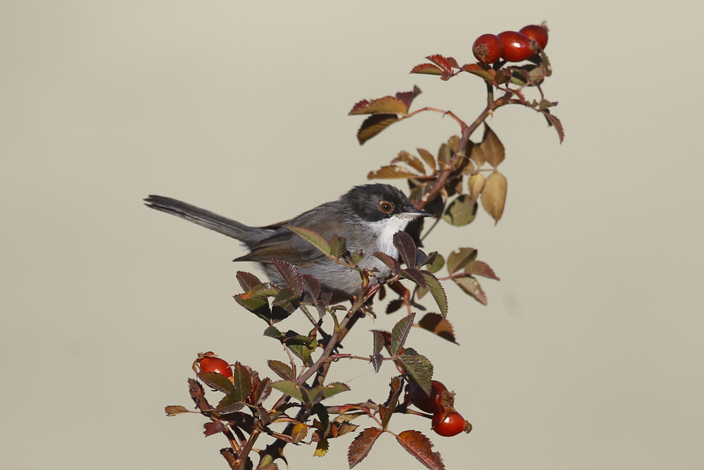 Sardinian Warbler