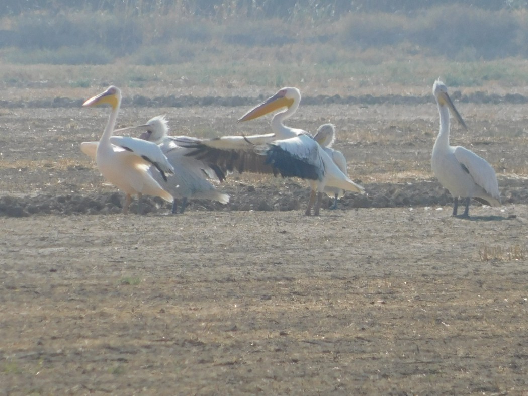 Great White Pelican