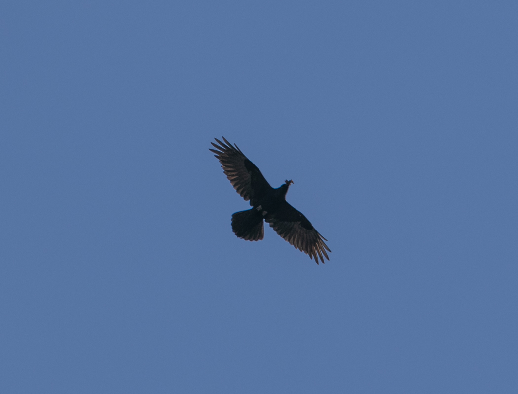 Northern Raven