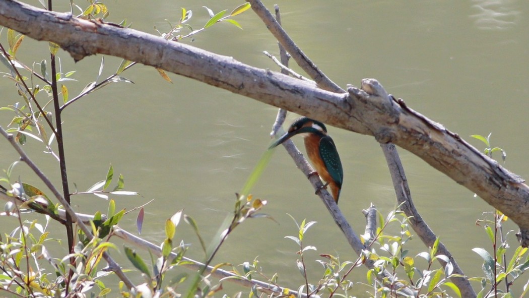 Common Kingfisher