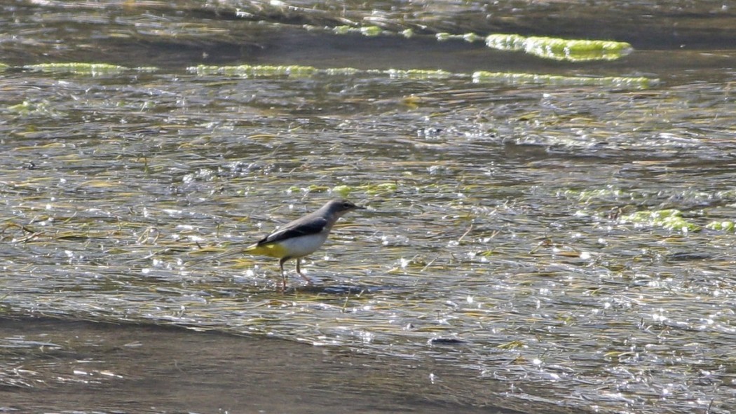 Grey Wagtail