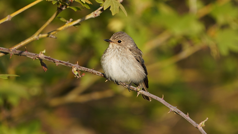 Spotted Flycatcher
