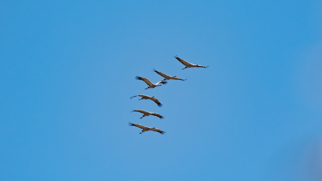 Common Crane