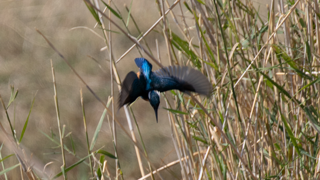 Common Kingfisher