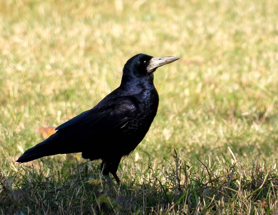 Rook
