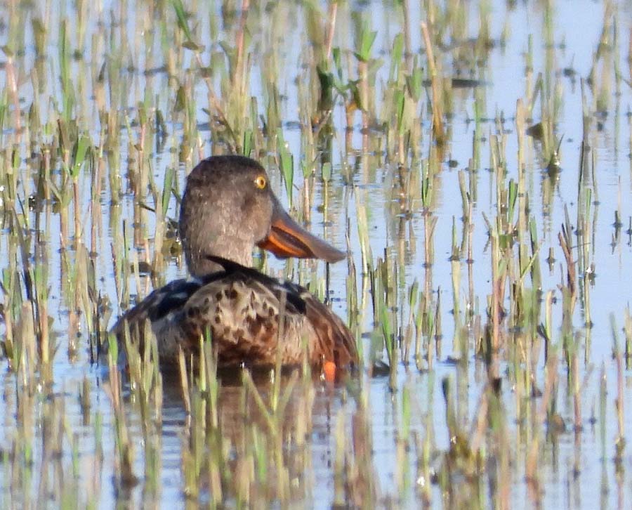 Northern Shoveler