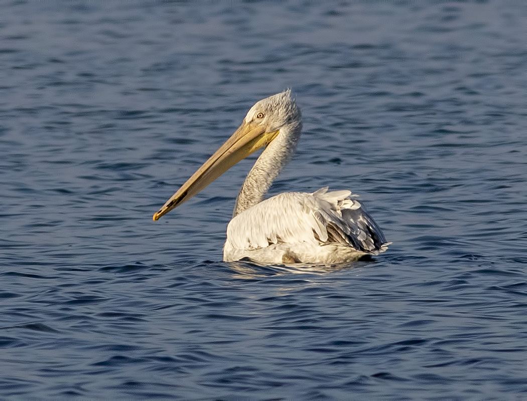 Dalmatian Pelican