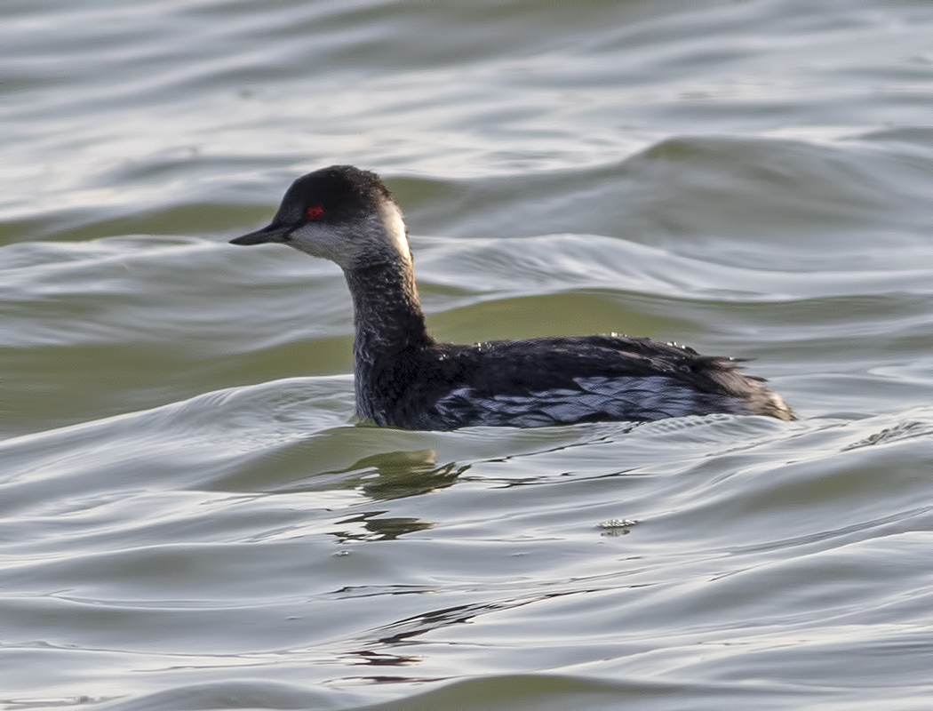 Black-necked Grebe