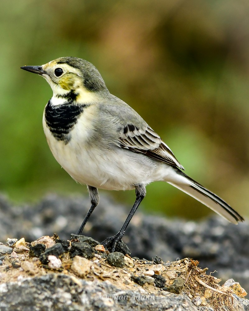 White Wagtail