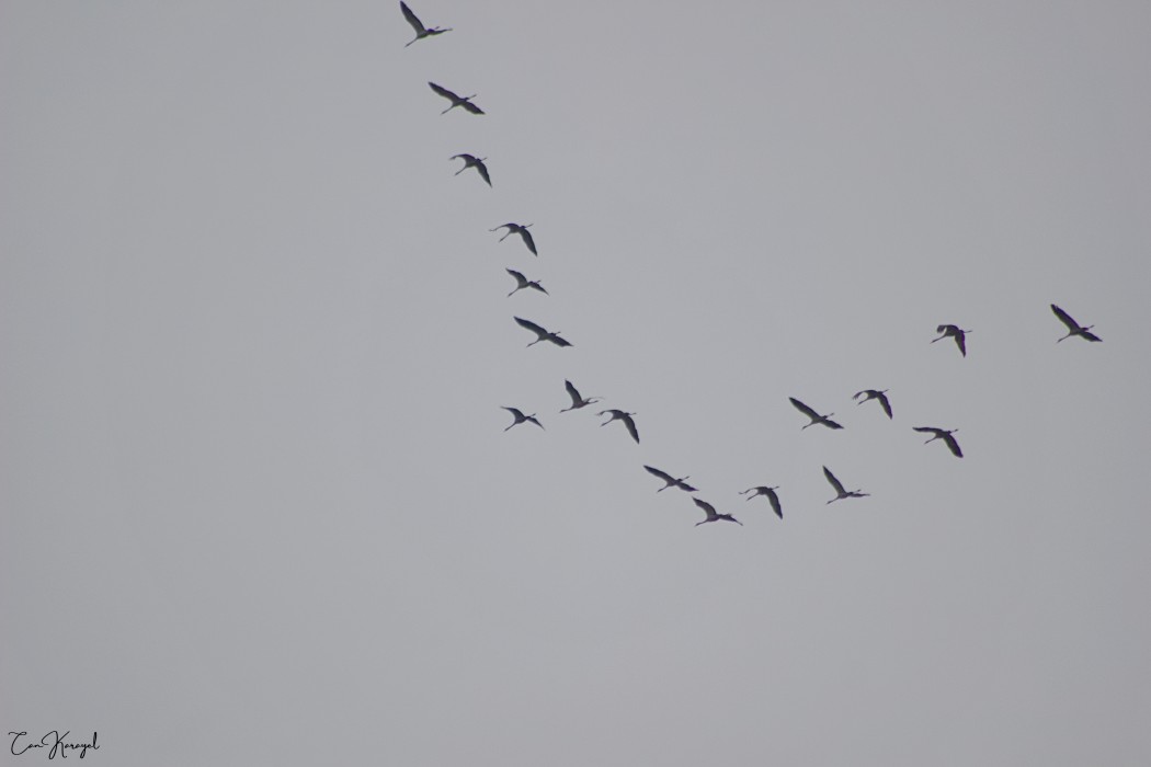 Common Crane