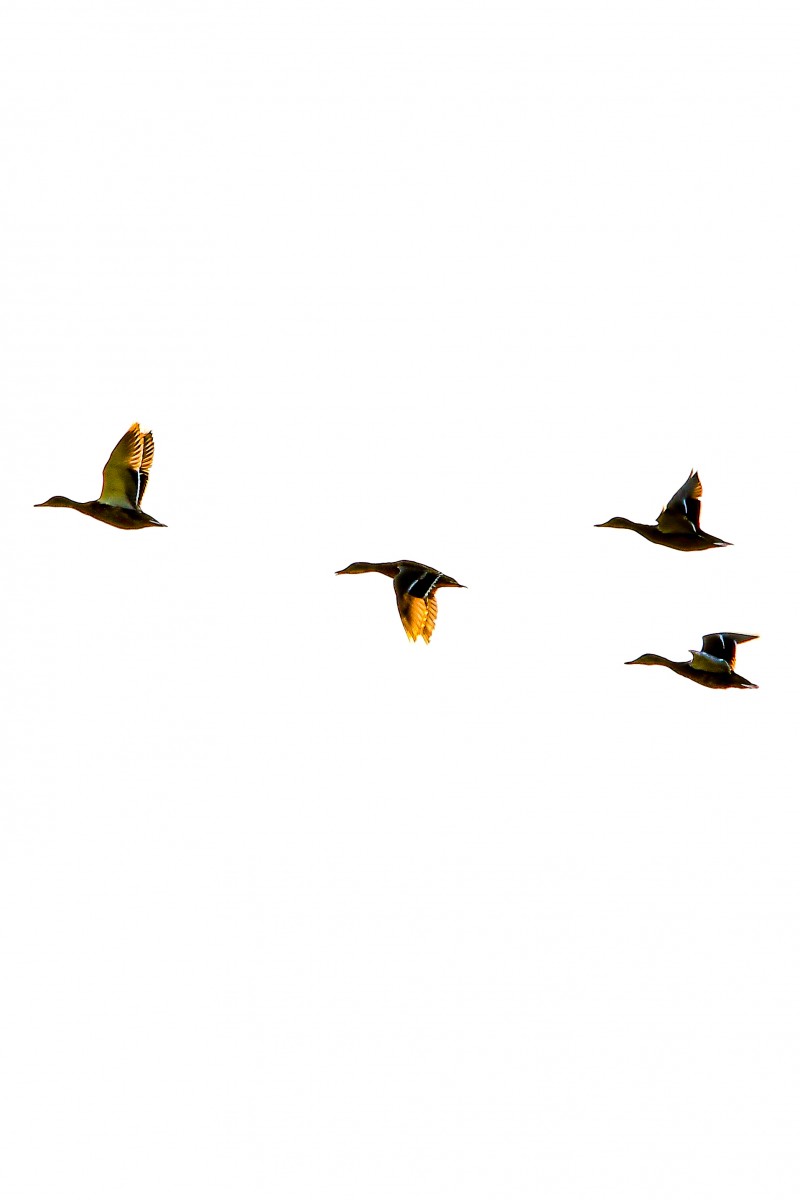 Mallard