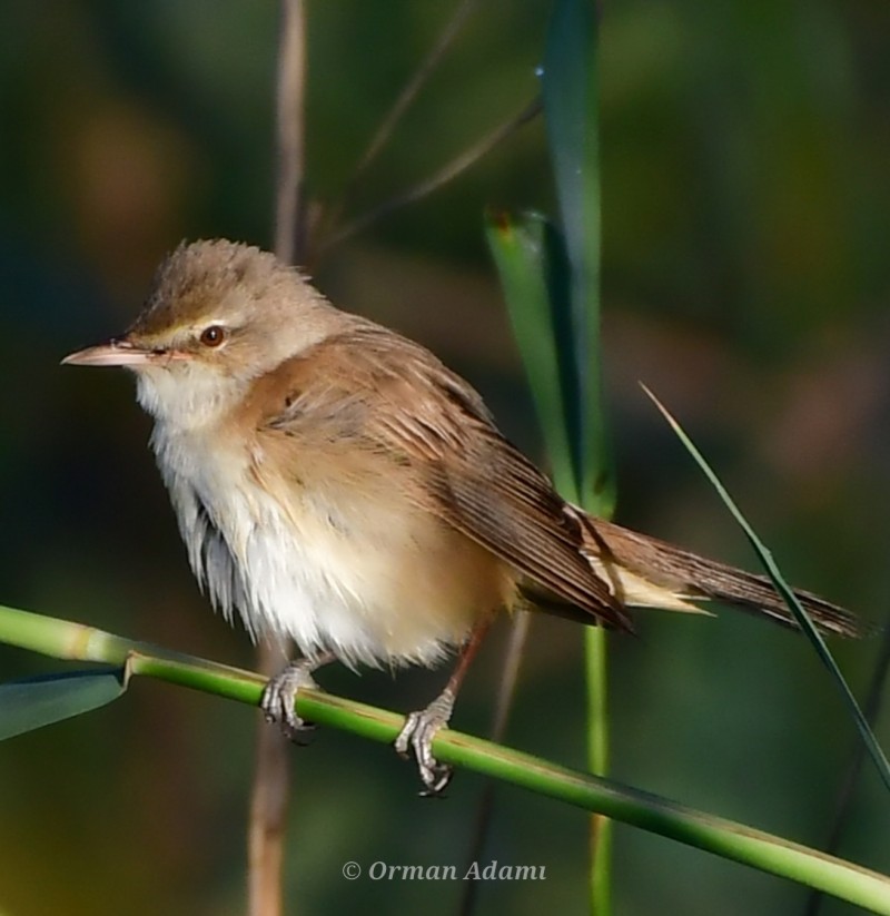 Common Reed Warbler