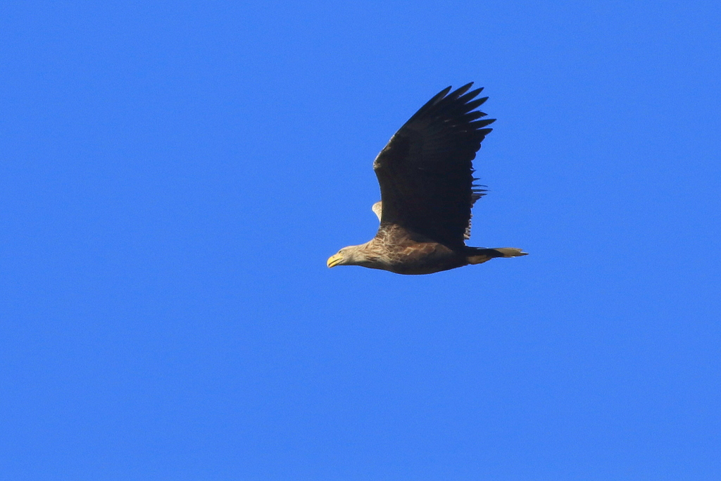 White-tailed Eagle