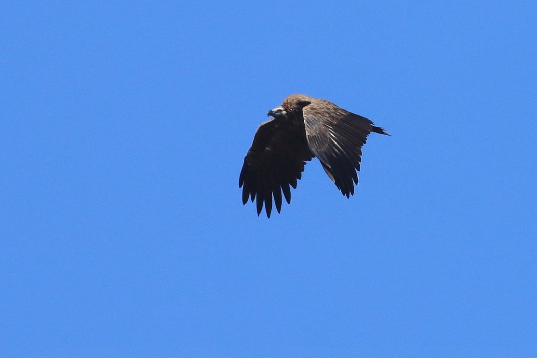 Cinereous Vulture