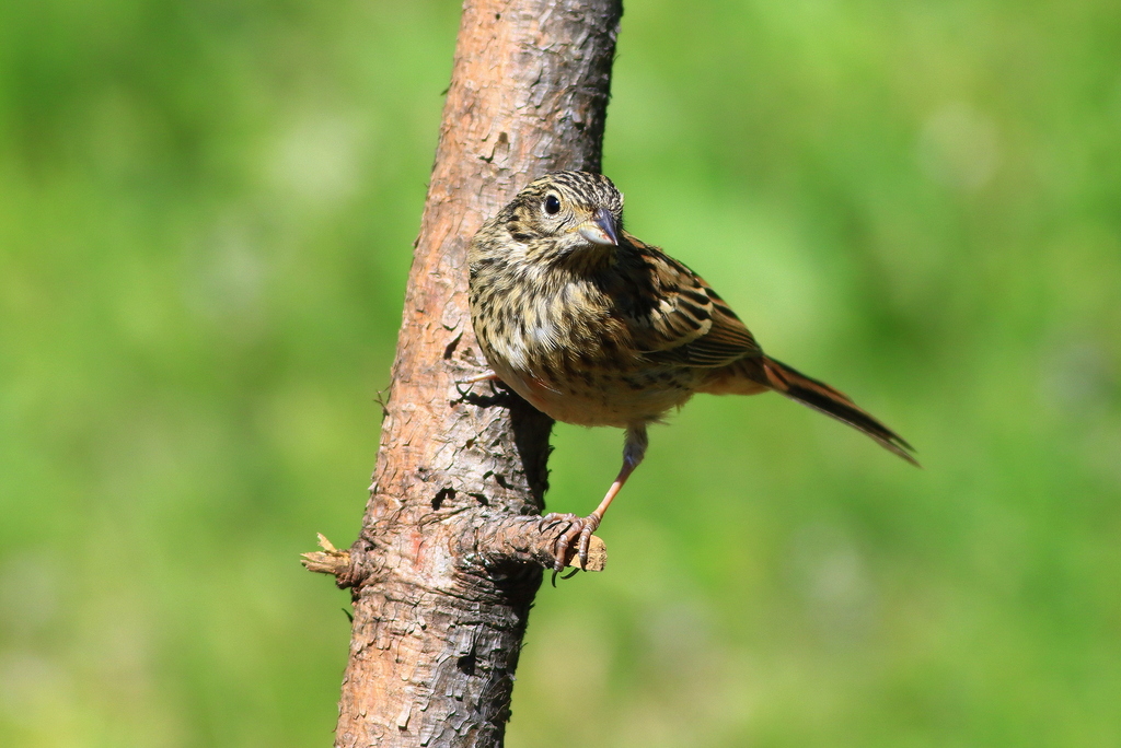 Rock Bunting