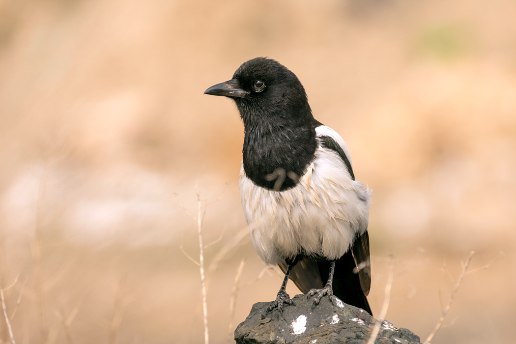 Eurasian Magpie
