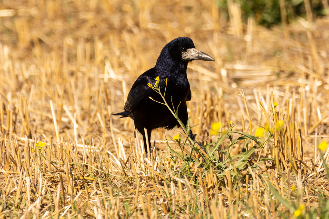 Rook