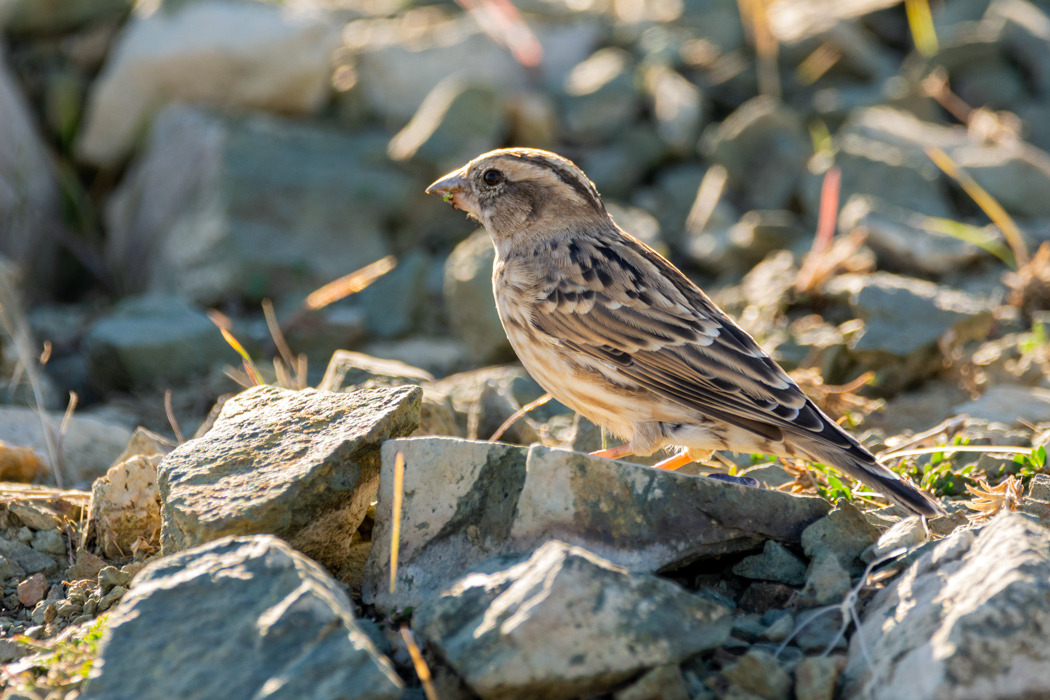 Rock Sparrow
