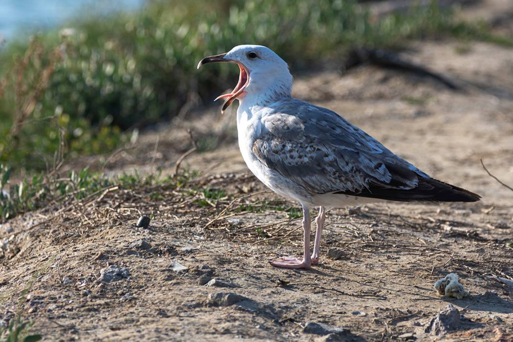 Yellow-legged Gull