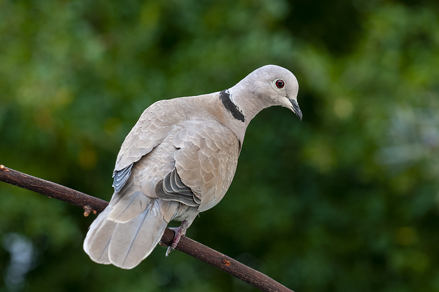 Eurasian Collared Dove