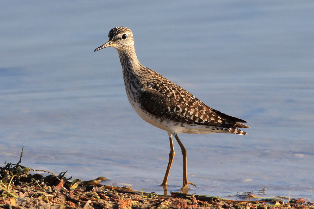 Wood Sandpiper