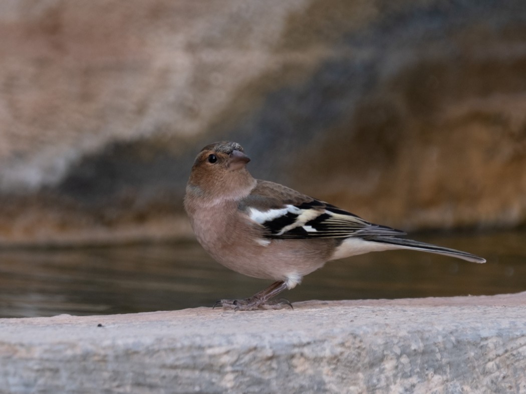 Common Chaffinch