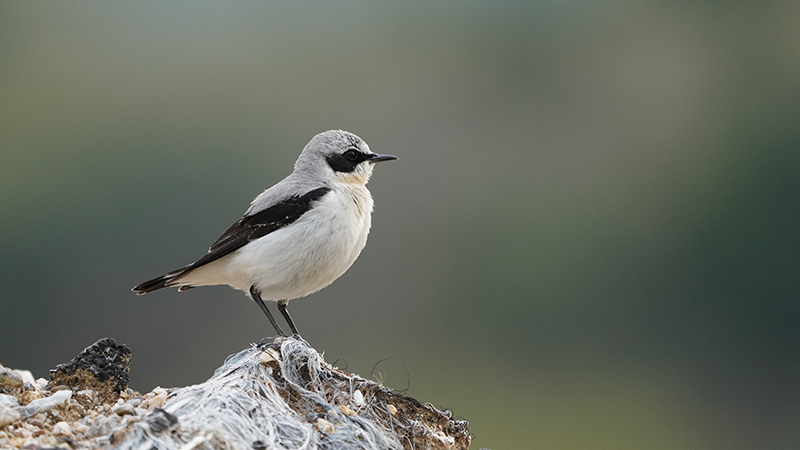 Northern Wheatear