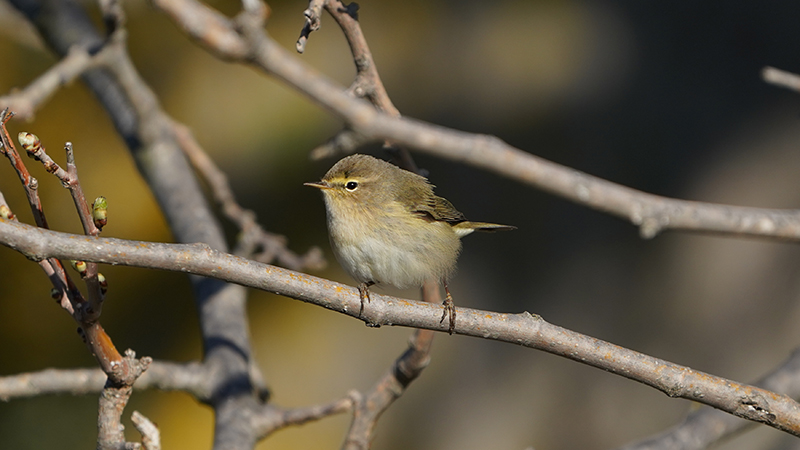 Common Chiffchaff