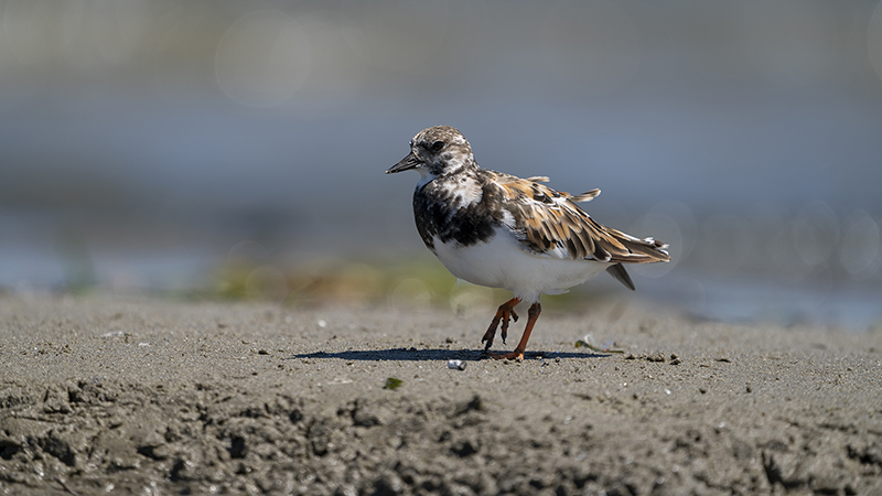 Ruddy Turnstone