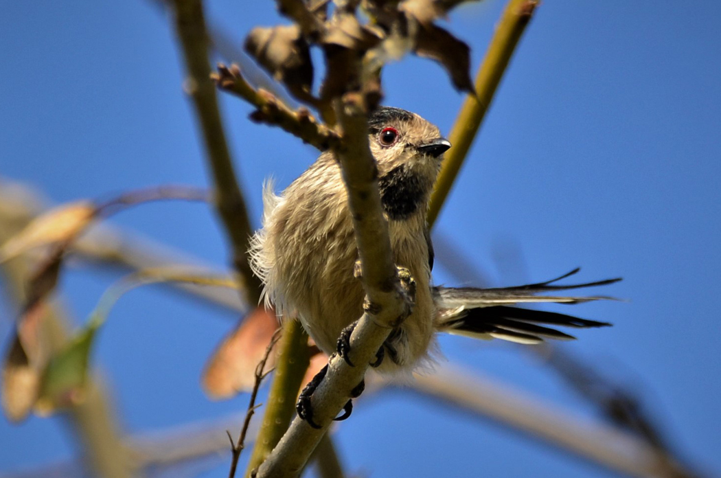 Long-tailed Tit