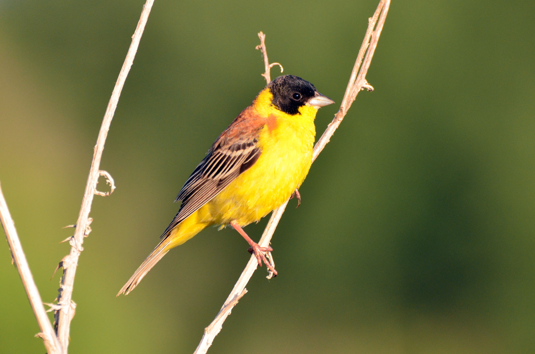 Black-headed Bunting
