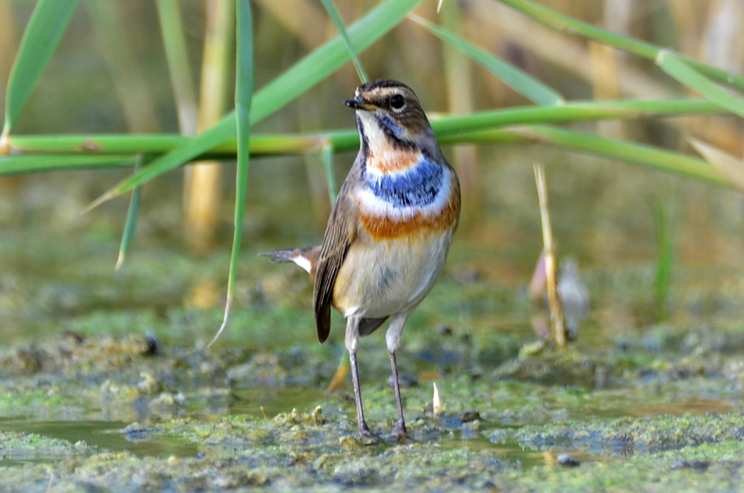 Bluethroat