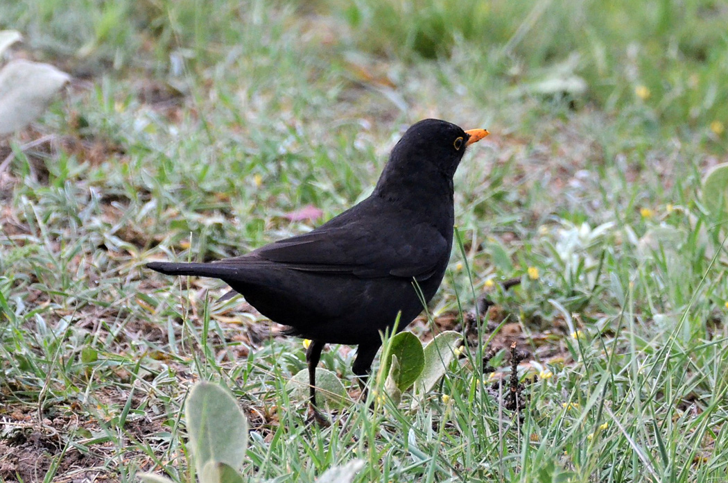 Common Blackbird